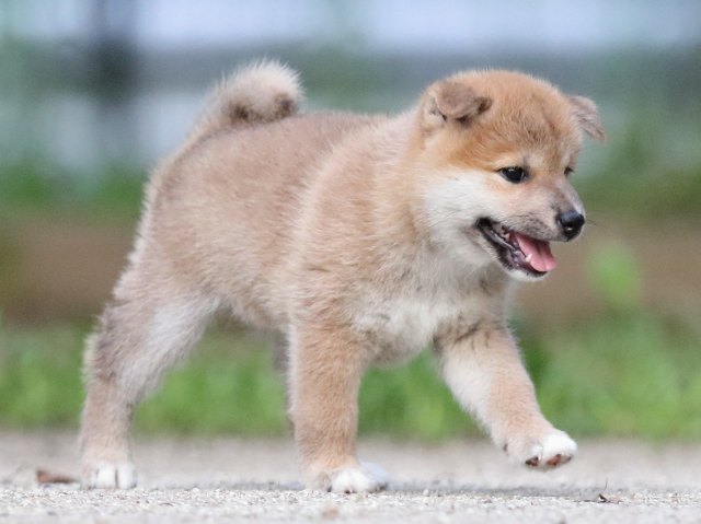 FP5A8712-shibainu FP5A8712-shibainu