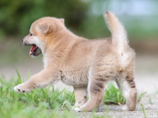 FP5A8728-shibainu FP5A8728-shibainu