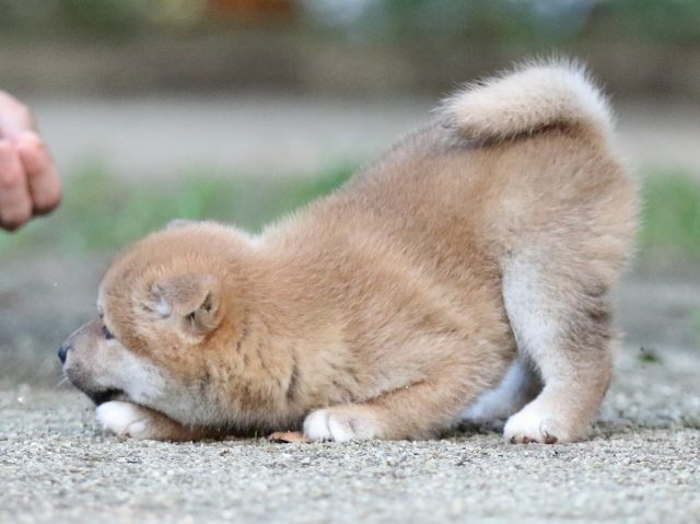 FP5A8877-shibainu FP5A8877-shibainu