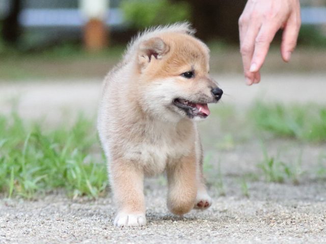 FP5A8892-shibainu FP5A8892-shibainu