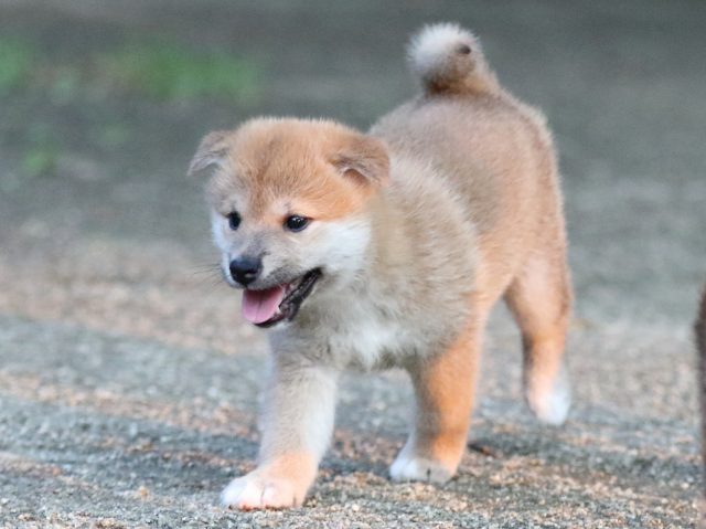 FP5A9033-shibainu FP5A9033-shibainu