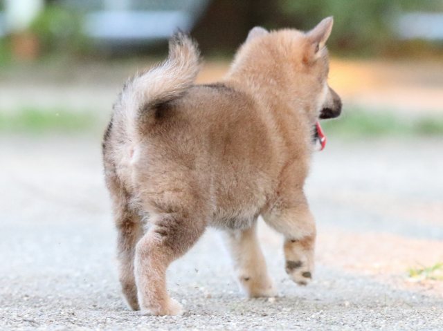 FP5A9101-puppy FP5A9101-puppy