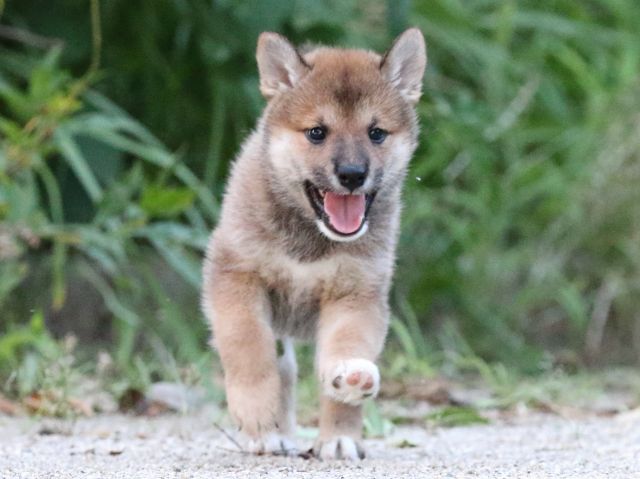 FP5A9172-puppy FP5A9172-puppy