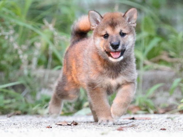 FP5A9194-puppy FP5A9194-puppy