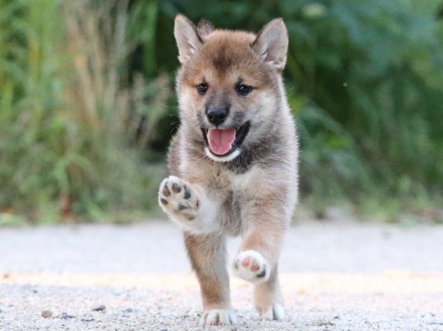 FP5A9199-puppy FP5A9199-puppy