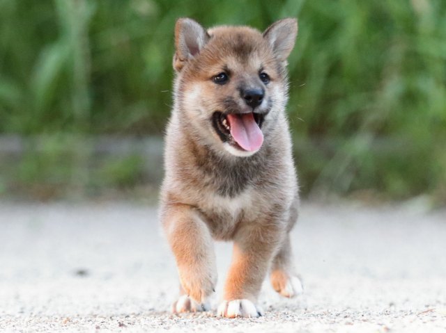FP5A9260-puppy FP5A9260-puppy