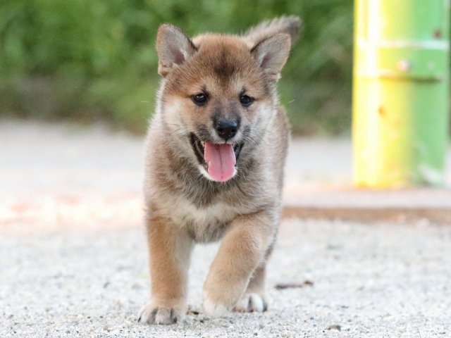 FP5A9275-puppy FP5A9275-puppy