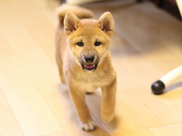 FP5A9322-puupy-shibainu FP5A9322-puupy-shibainu