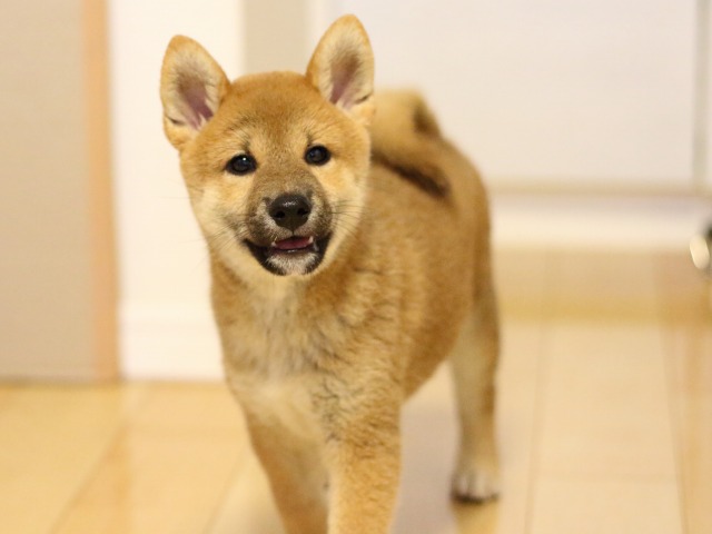 FP5A9332-puupy-shibainu FP5A9332-puupy-shibainu