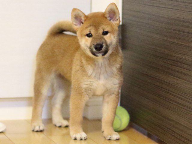 FP5A9348-puupy-shibainu FP5A9348-puupy-shibainu