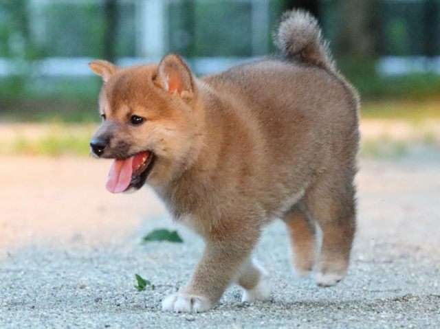 FP5A9373-puppy FP5A9373-puppy