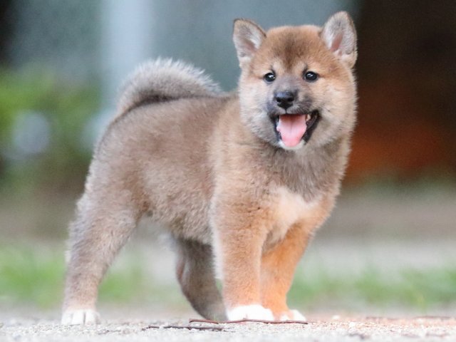 FP5A9378-puppy FP5A9378-puppy