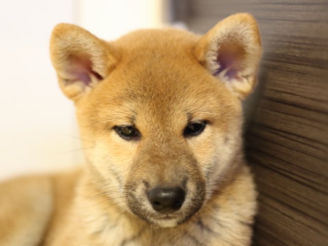 FP5A9378-puupy-shibainu FP5A9378-puupy-shibainu
