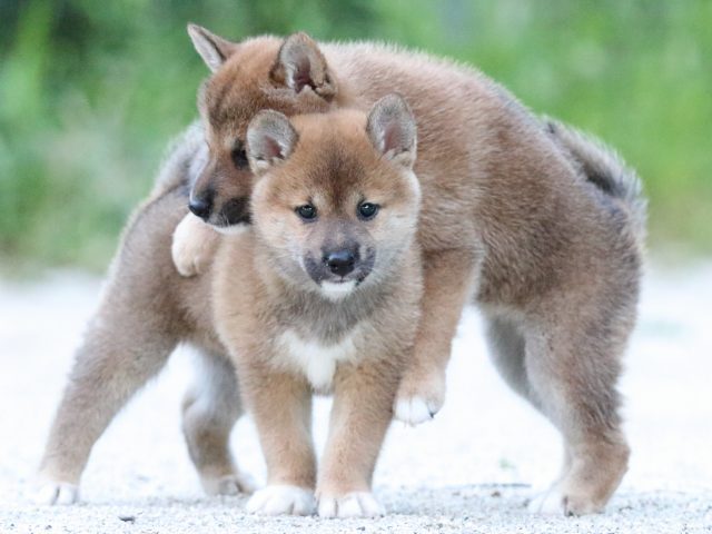 FP5A9461-puppy FP5A9461-puppy