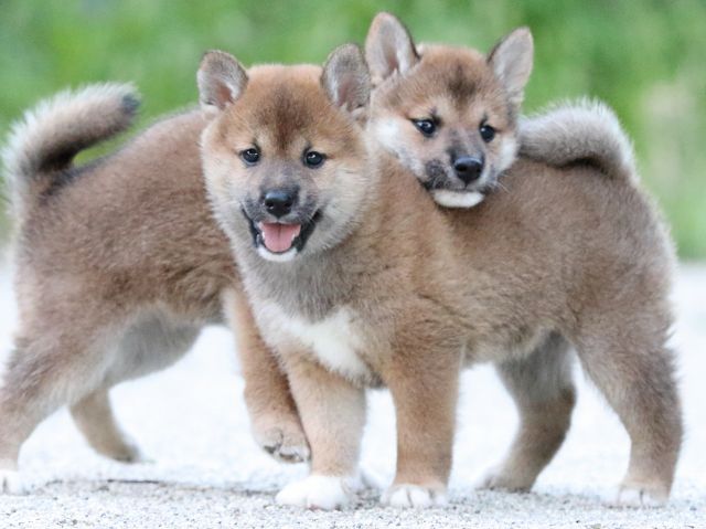 FP5A9471-puppy FP5A9471-puppy