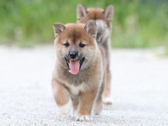 FP5A9480-puppy FP5A9480-puppy