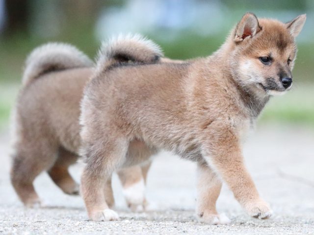 FP5A9487-puppy FP5A9487-puppy