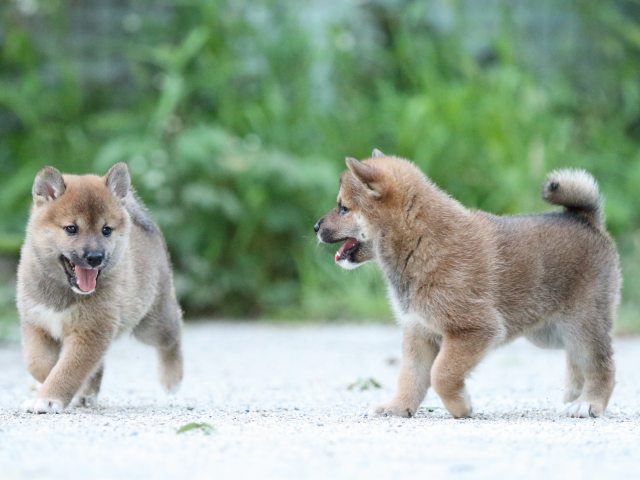 FP5A9509-puppy FP5A9509-puppy