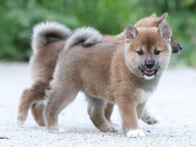 FP5A9553-puppy FP5A9553-puppy