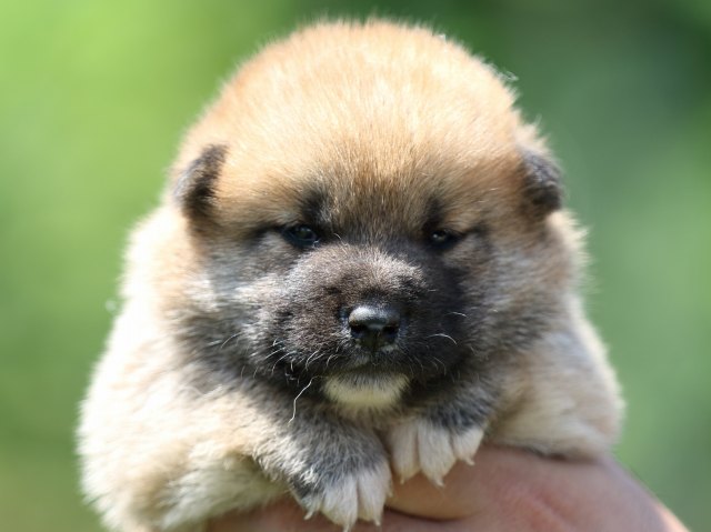FP5A9569-puppy FP5A9569-puppy