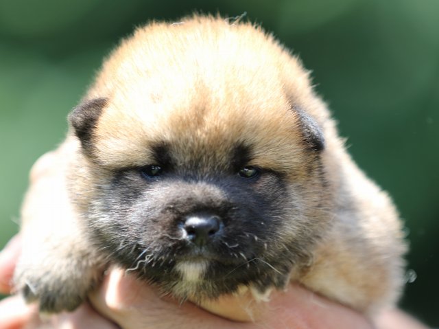 FP5A9586-puppy FP5A9586-puppy
