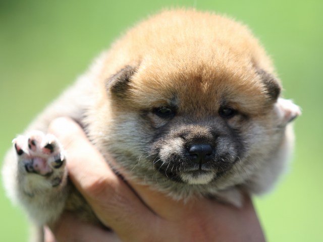 FP5A9634-puppy FP5A9634-puppy
