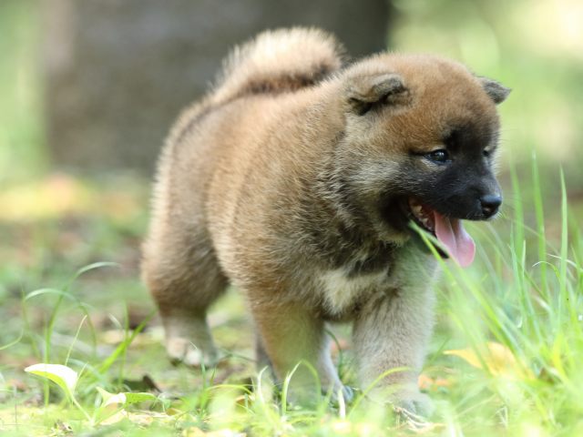 FP5A9729-puppy FP5A9729-puppy