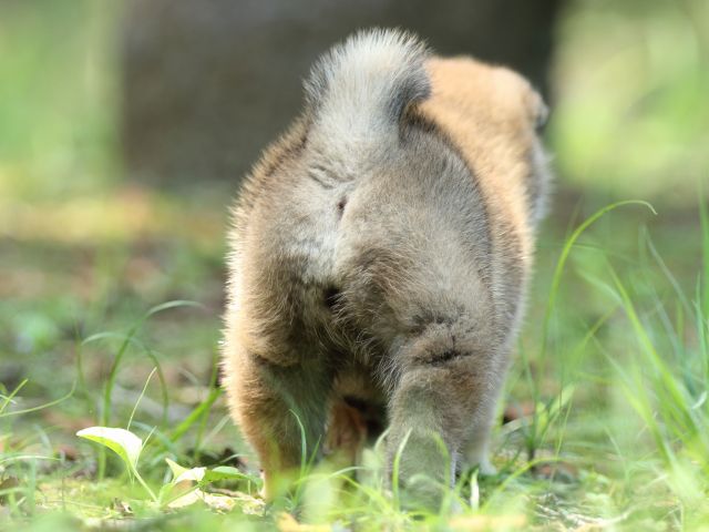 FP5A9742-puppy FP5A9742-puppy