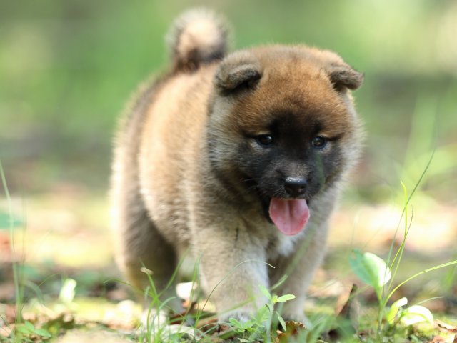 FP5A9755-puppy FP5A9755-puppy