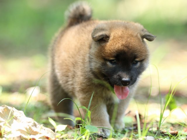 FP5A9768-puppy FP5A9768-puppy