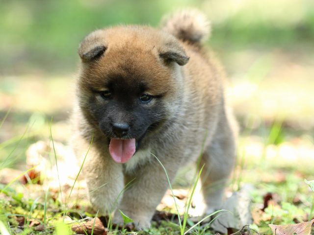 FP5A9773-puppy FP5A9773-puppy