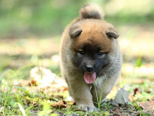 FP5A9775-puppy FP5A9775-puppy