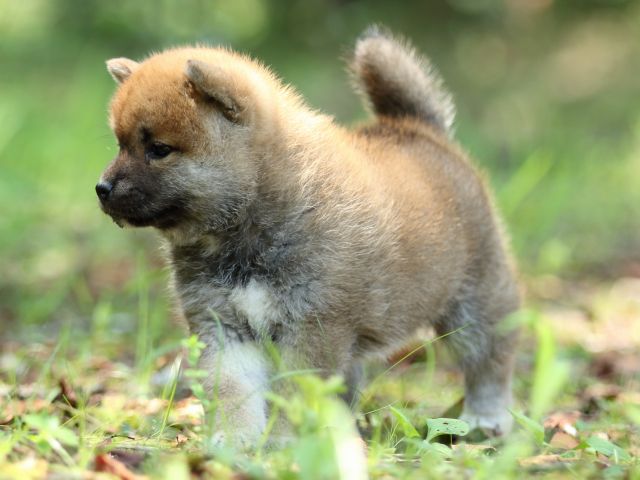 FP5A9832-puppy FP5A9832-puppy