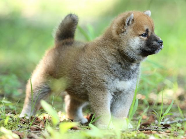 FP5A9879-puppy FP5A9879-puppy