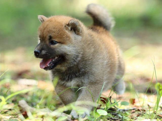 FP5A9896-puppy FP5A9896-puppy