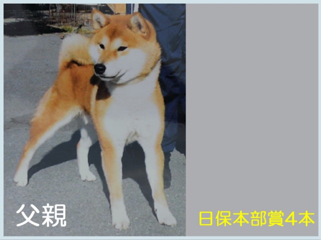 皇鈴の鳳元号 皇鈴の鳳元号