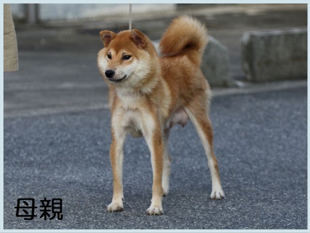 霞の亜希号2015.6.25母 霞の亜希号2015.6.25母