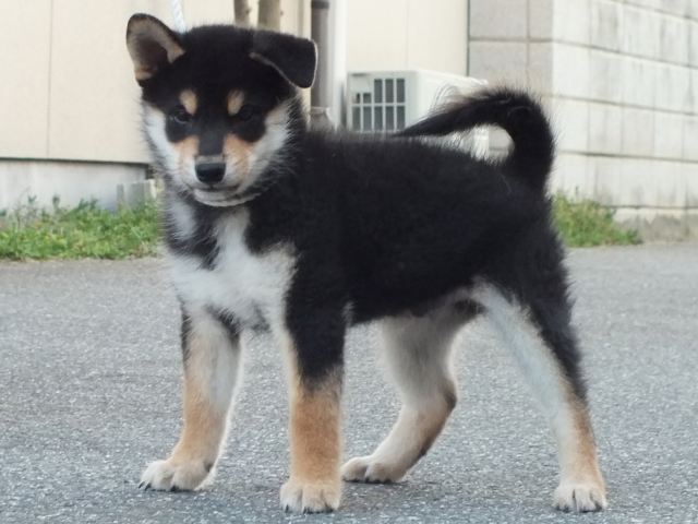 00000182-shibainu 00000182-shibainu