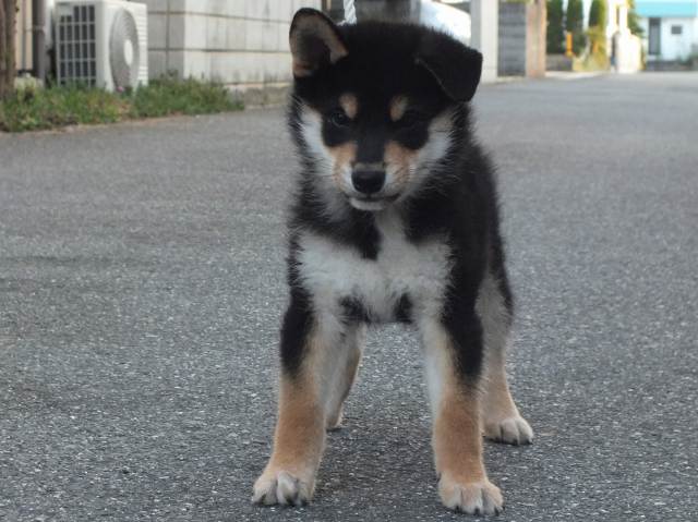 00000184-shibainu 00000184-shibainu