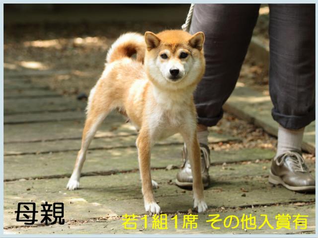 紅の結希号 紅の結希号