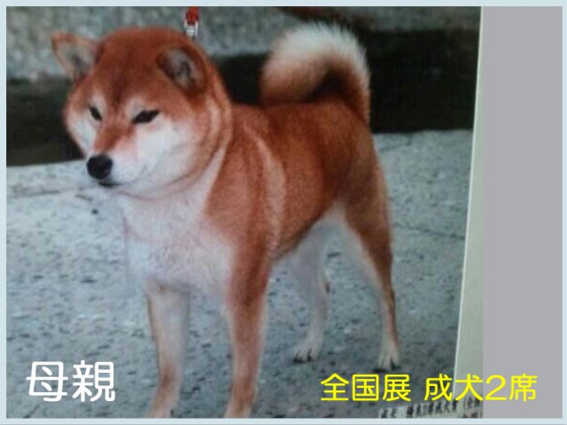 誠ノ姫錦号 誠ノ姫錦号