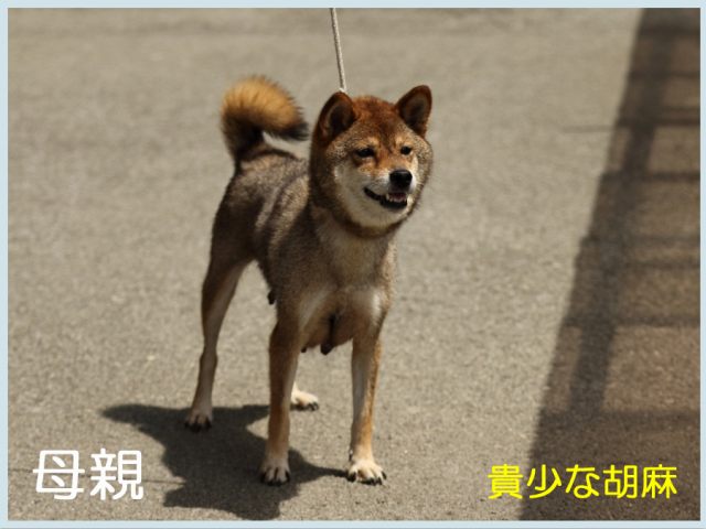 2015.7.22haha-shibainu 2015.7.22haha-shibainu