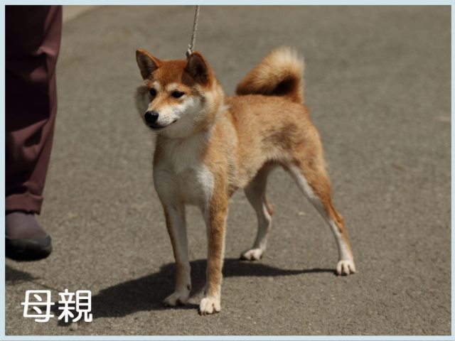 2015.7.25haha-shibainu 2015.7.25haha-shibainu