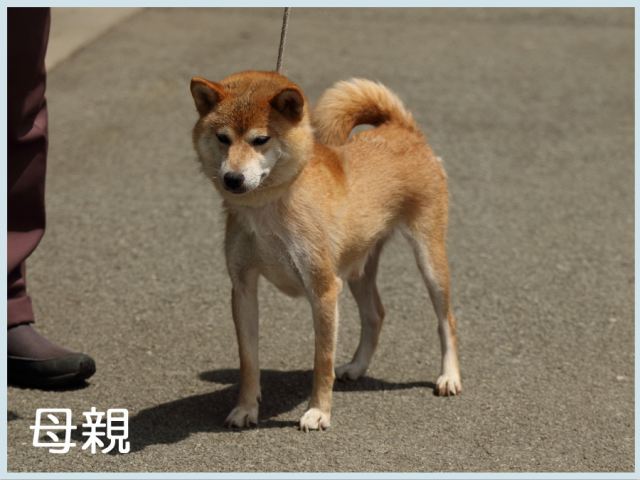 2015.7.28haha-shibainu 2015.7.28haha-shibainu