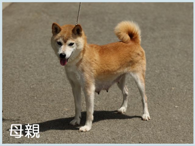 2015.7.30haha-shibainu 2015.7.30haha-shibainu