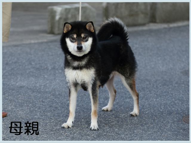 諏訪の福姫号2015.7.8母 諏訪の福姫号2015.7.8母