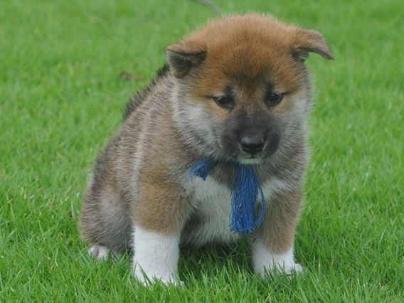秀華子犬79-shibainu 秀華子犬79-shibainu