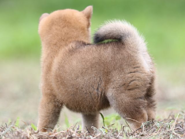 FP5A0307-puupy-shibainu FP5A0307-puupy-shibainu