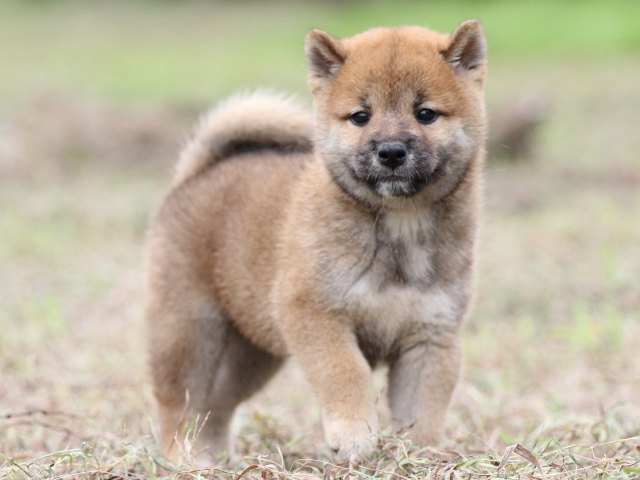 FP5A0368-puupy-shibainu FP5A0368-puupy-shibainu