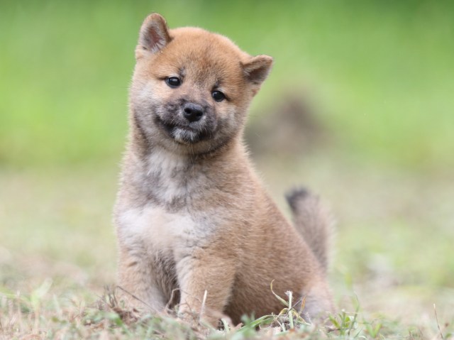 FP5A0380-puupy-shibainu FP5A0380-puupy-shibainu